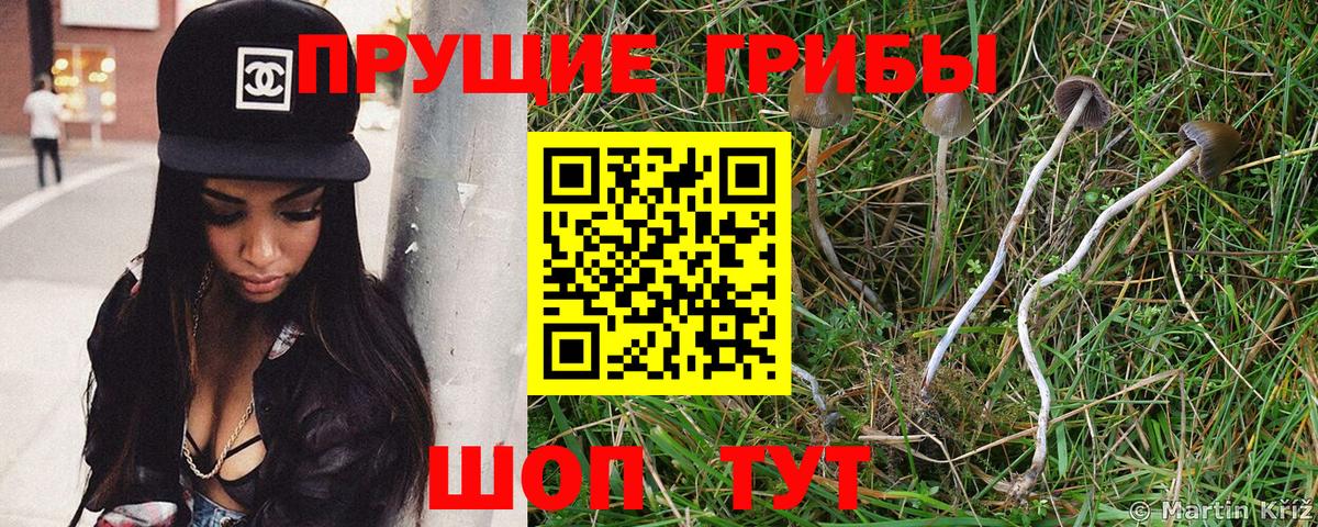 Псилоцибиновые грибы Psilocybe Добрянка